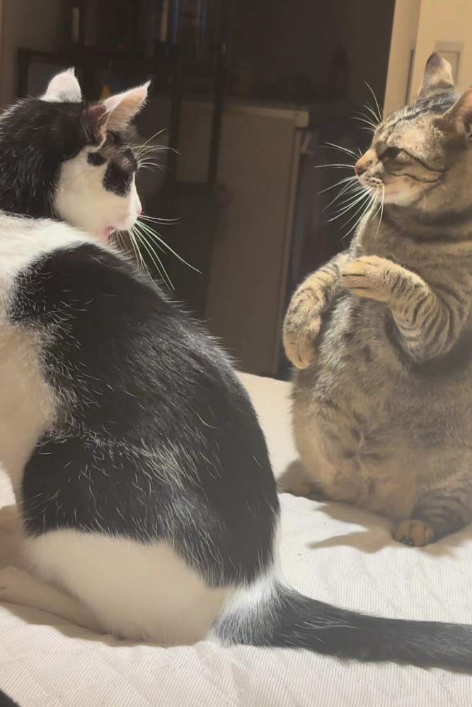 向かい合う2匹の猫