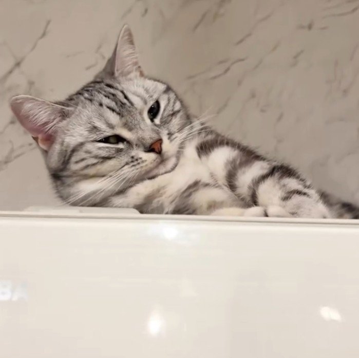 伸びをして首がなくなっている猫