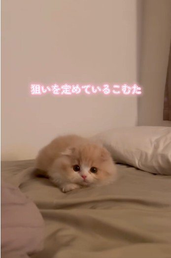 布団の上で身を低くしている子猫