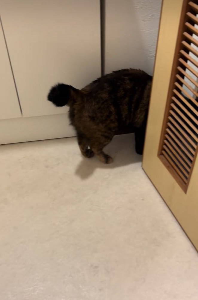 脱衣所を出ていくサビ猫