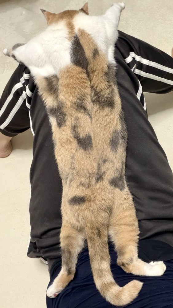 飼い主の膝の上で、両手両足を伸ばしきって液体化している三毛猫