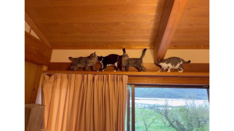 キャットウォークの猫