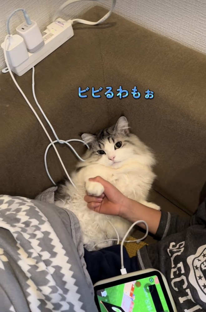 お兄ちゃんに前足を持たれてじゃんけんするマンチカン