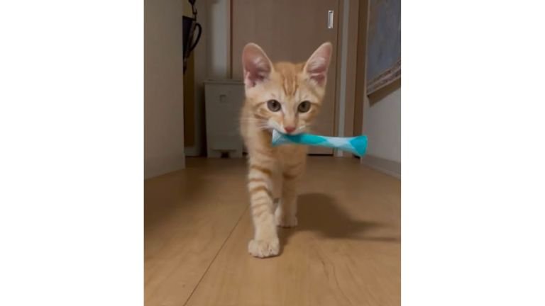 室内にいる猫
