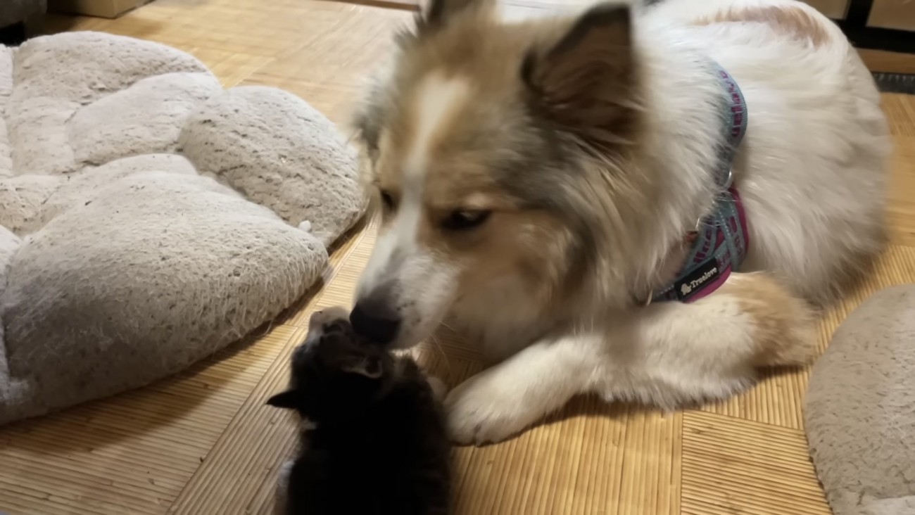 子猫の世話をする犬の写真