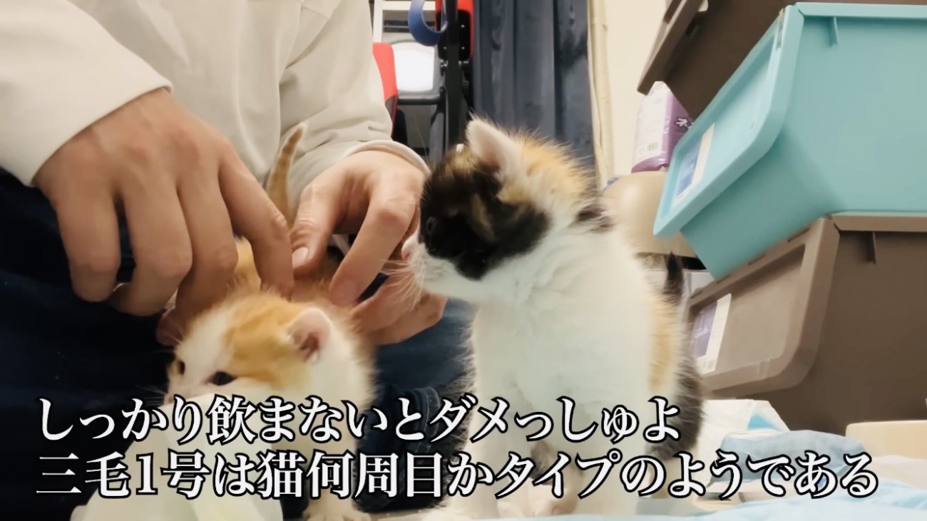 ミルクの飲みが悪い白茶子猫を心配する黒三毛子猫