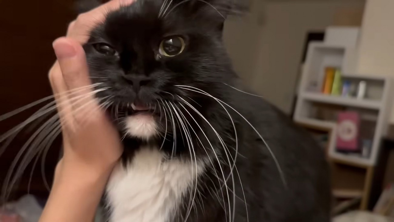 撫でられ猫ちゃん