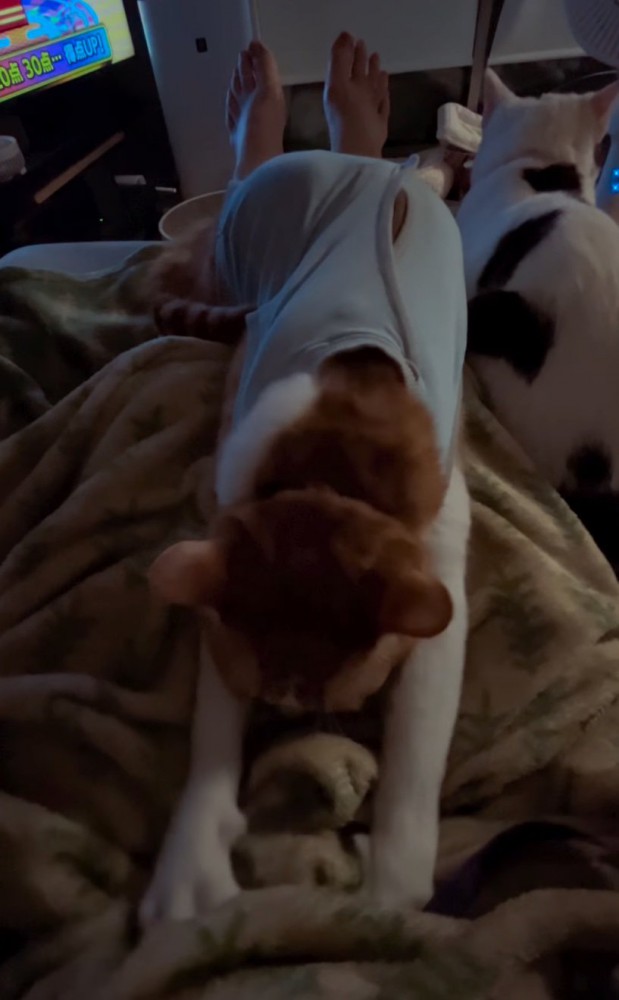 飼い主のお腹をコネコネする猫