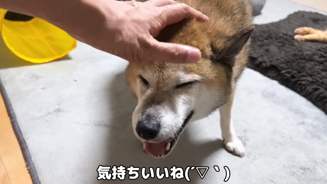 柴犬のリキくん