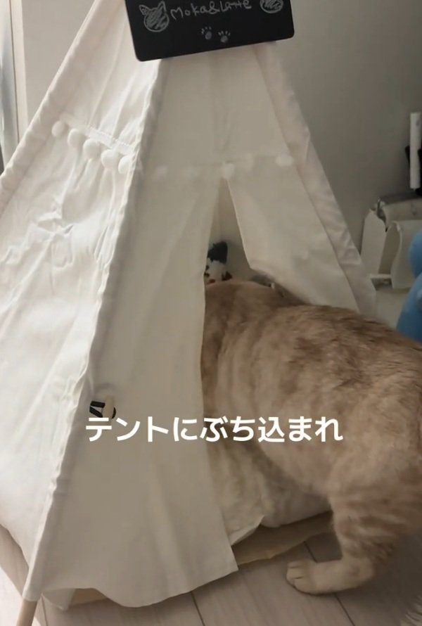 ぬいぐるみを隠す猫