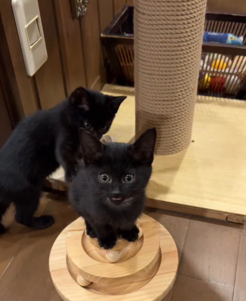 おもちゃの上に乗って投稿者を見つめるピンクの首輪を着けた子猫