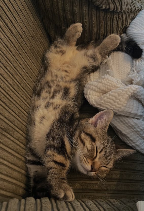 伸びて寝ている子猫