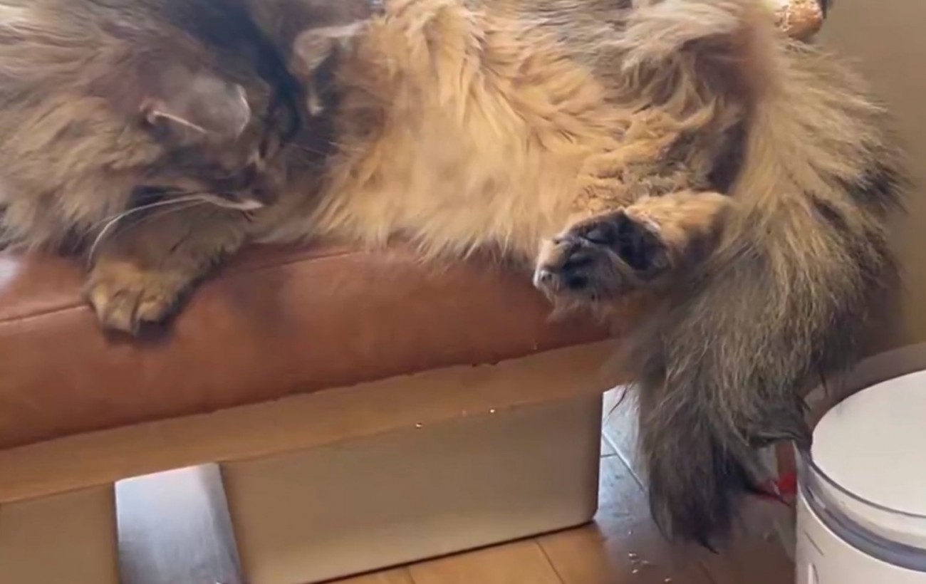 シッポを見るなーさん