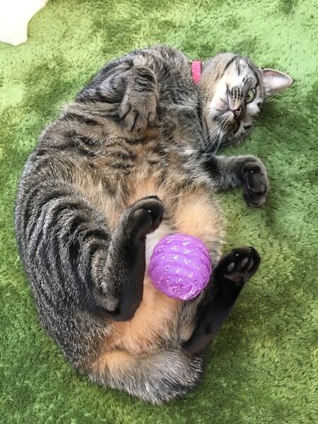 猫あるある16選！共感できるおもしろカワイイ行動