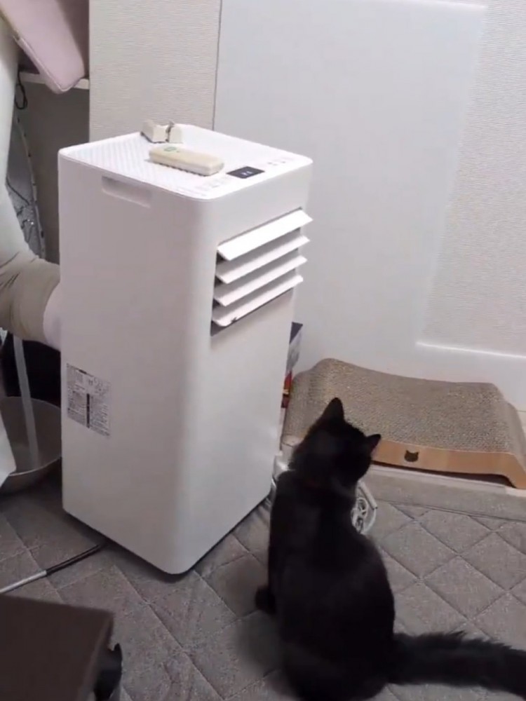 その場に座り込む猫