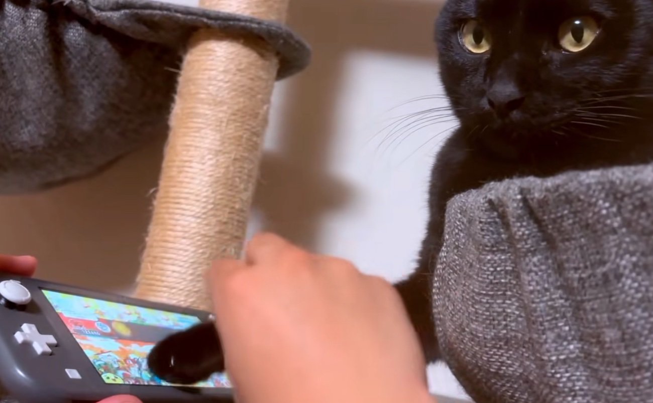 太鼓の達人をやる猫