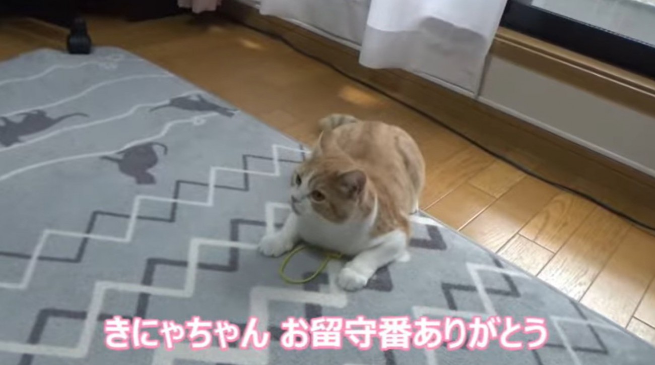 遊んでいる猫