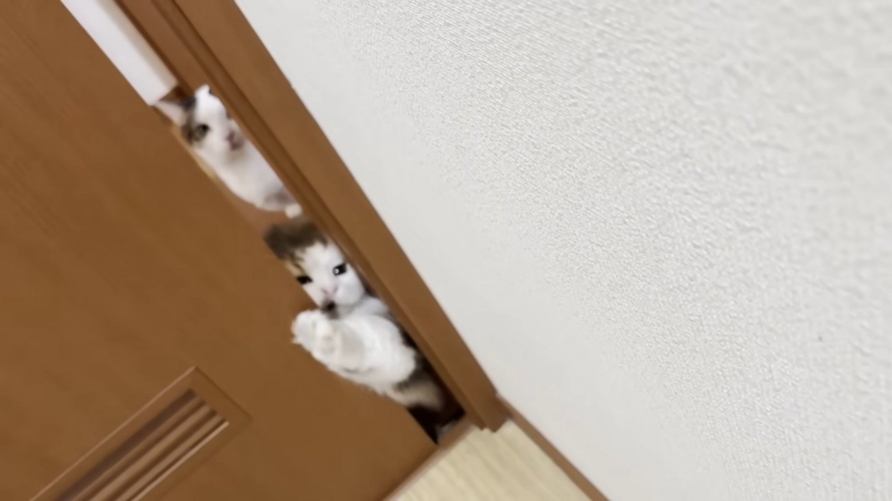 手を伸ばす猫