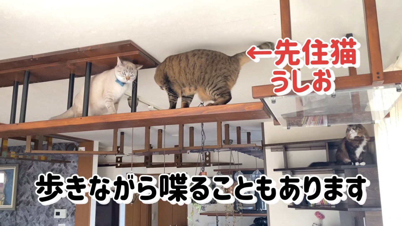 キャットウォークにいる猫たち