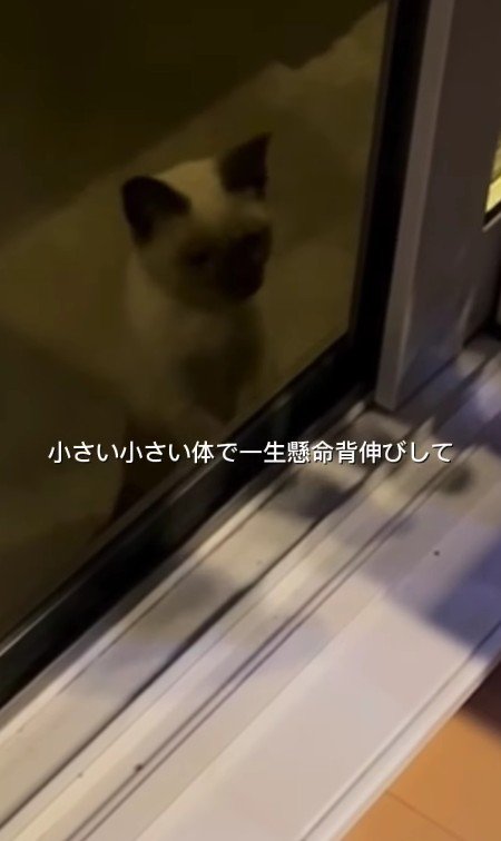 外から家を見ている猫