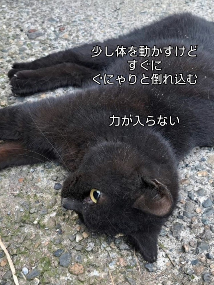 目を開けて倒れている猫