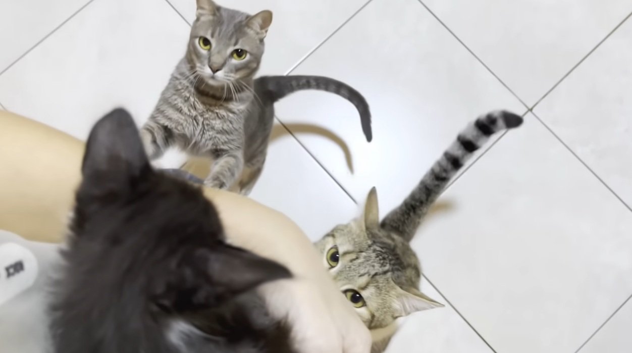 抱いている子猫と子猫を見ようとする猫達