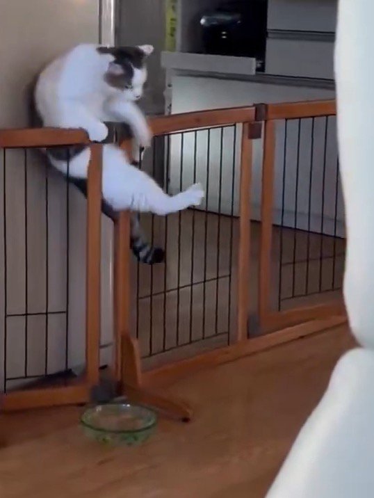 柵の隙間に足を滑らせる猫