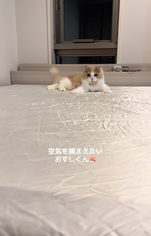 伏せをしたまま上半身を捻ってカメラの方を見つめる猫（尻尾上向き）