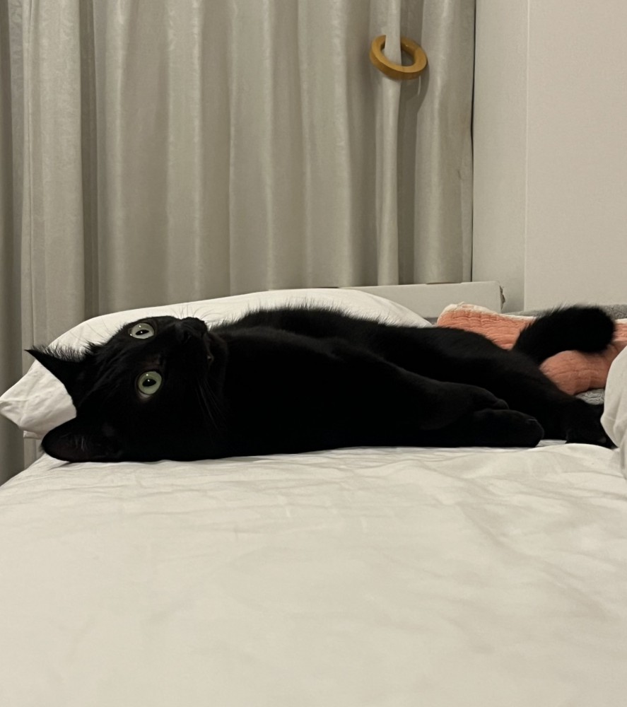 ベッドに横たわって上を見る猫