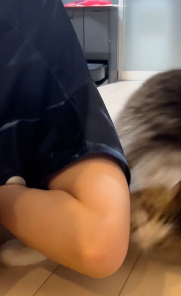 足を攻撃する猫