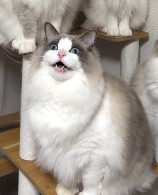 カメラに向かって鳴き声をあげる猫