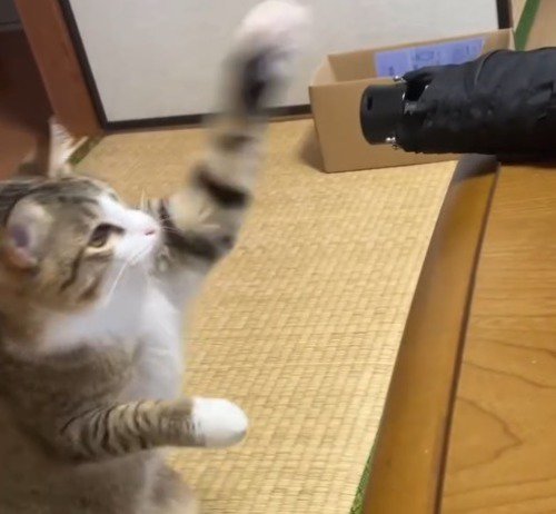 傘に向かって前足を伸ばす猫