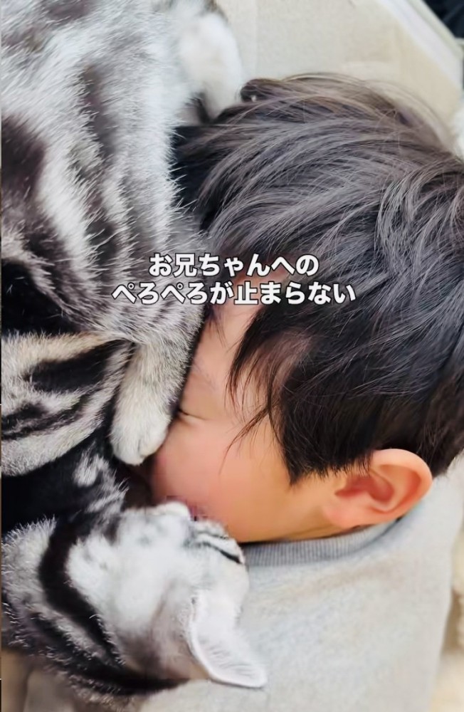 お兄ちゃんの顔を舐める子猫