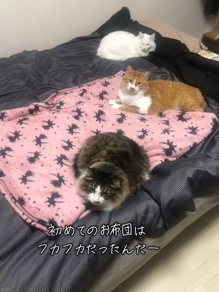 布団の上に乗る3匹の猫