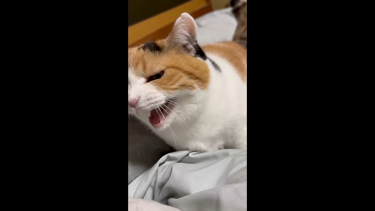 斜めになってニャー