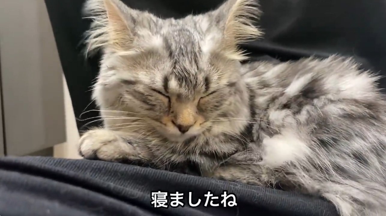 膝の上で眠る猫