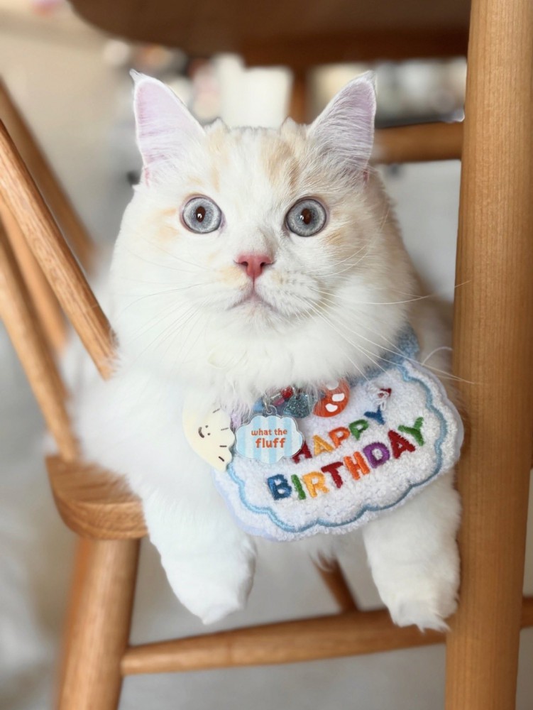 誕生日のスタイをつける猫
