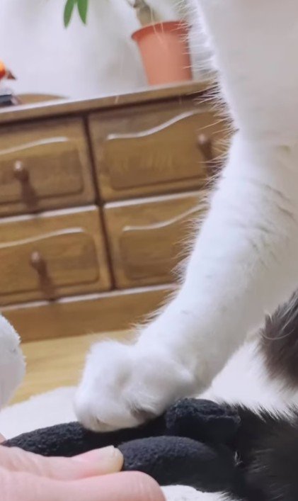 ぬいぐるみを触る猫