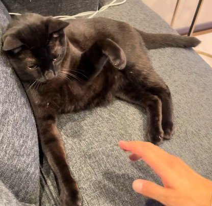 人の手を警戒する猫