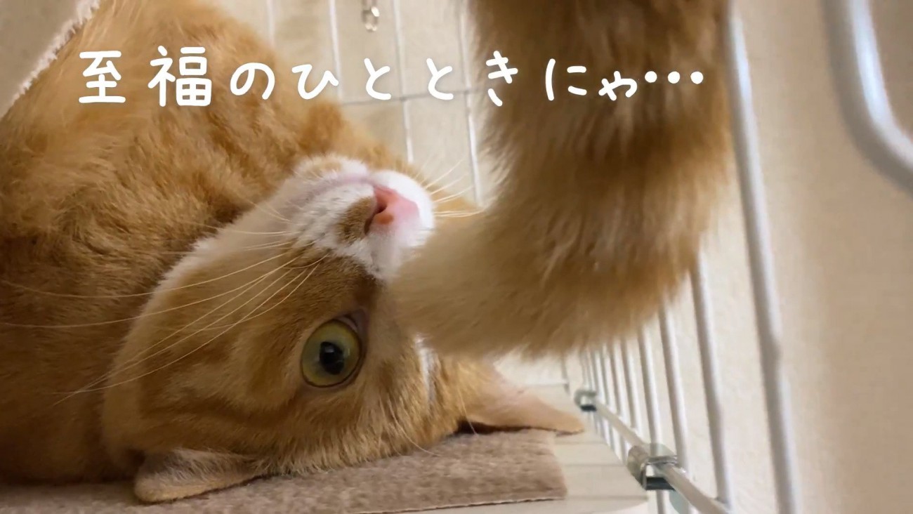 シッポをたらすウラちゃん