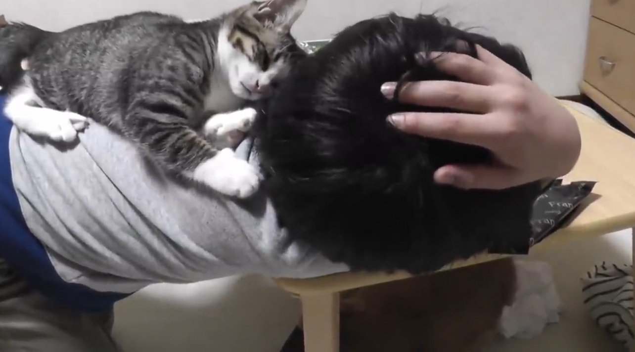 男の子の背中に乗っている子猫