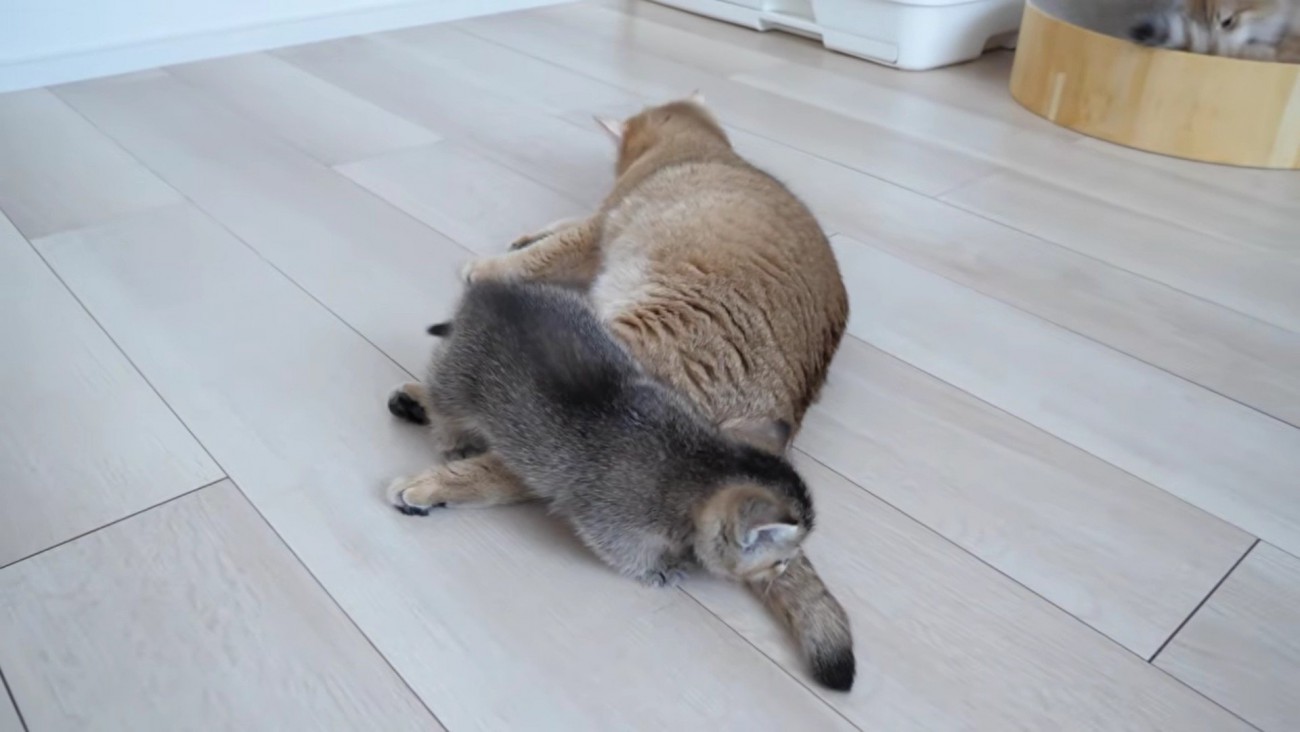 ミミさんの体の上を冒険する赤ちゃん猫