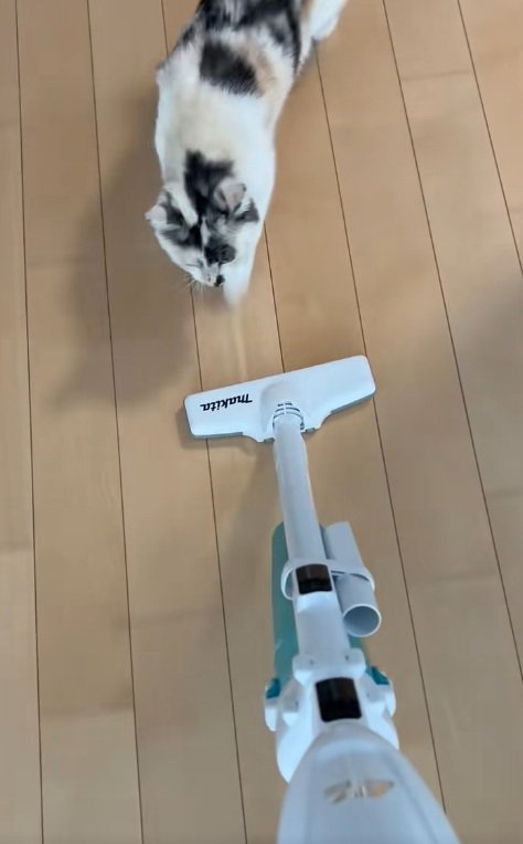 掃除機を追いかける三毛猫
