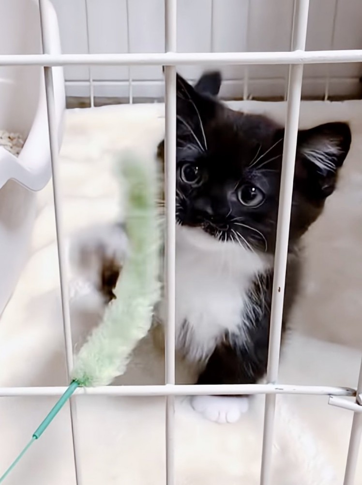 おもちゃで遊ぶ赤ちゃん猫