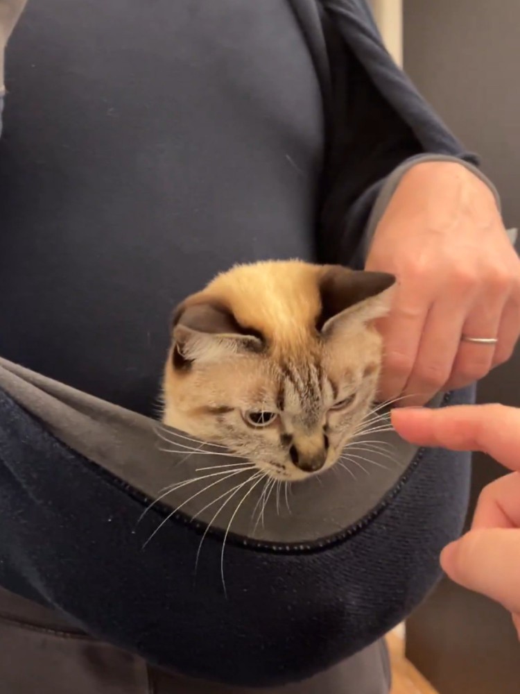 飼い主の服のお腹部分に乗る猫