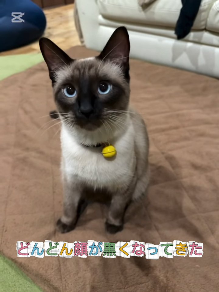 顔が黒い猫