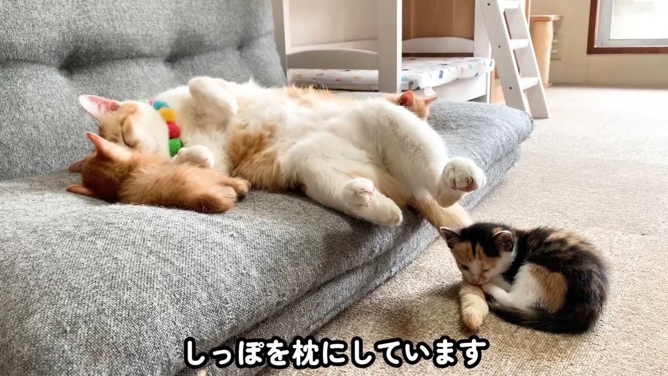 床で丸くなる子猫