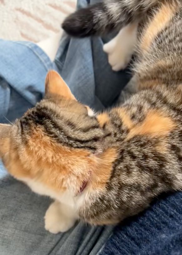 座る猫