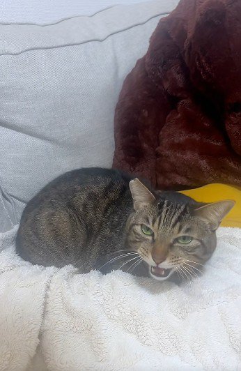 布団の上で鳴いている猫
