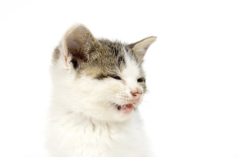 猫も埃などのハウスダストでアレルギーになる？気を付けたい5つの事